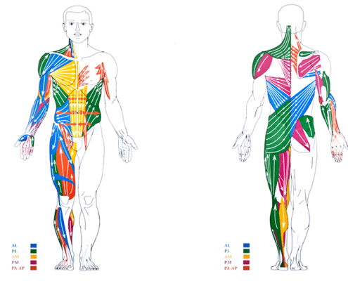 Pérez y Salcedo Anatomía