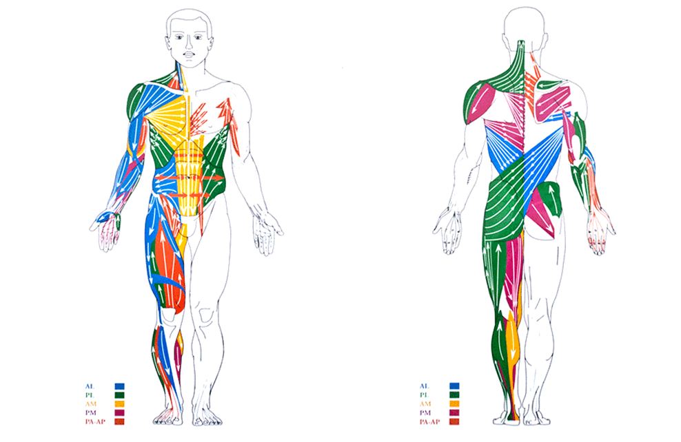 Pérez y Salcedo Anatomía